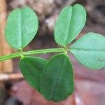 Coronilla vaginalis Leaf