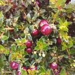 Gaultheria mucronata Fruit