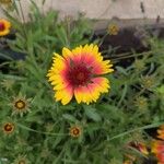 Gaillardia aristataᱵᱟᱦᱟ