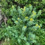 Medicago arborea Συνήθη χαρακτηριστικά