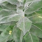 Verbascum pulverulentum Folla