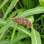 Echinochloa frumentacea Плод