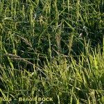 Echinochloa oryzoides Otro