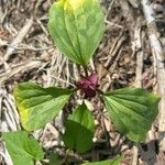 Trillium sessile 叶