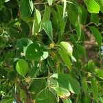 Ficus retusaLeaf