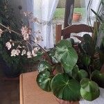 Begonia minorList