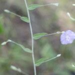 Evolvulus alsinoides Blatt