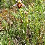 Ophrys scolopax عادت داشتن