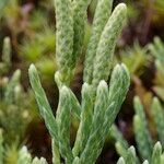 Lycopodium × oellgaardii