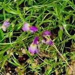 Linaria maroccana ഇല