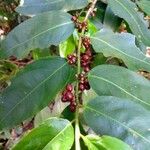 Ilex brevicuspis Фрукт