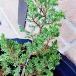 Juniperus chinensis Φύλλο