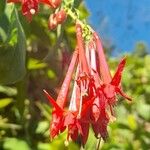 Fuchsia boliviana Çiçek