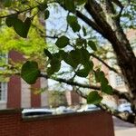 Cercidiphyllum japonicum Leaf