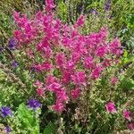 Salvia viridis Fiore
