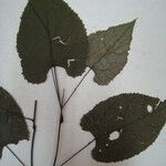 Byttneria cordifolia