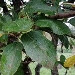 Malus domestica Leaf