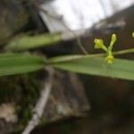 Polystachya golungensis Flower