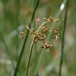 Schoenoplectus californicus Flower