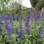 Salvia farinaceaBlomst