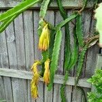 Hylocereus undatus Fruit