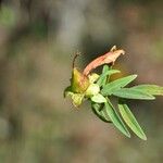 Hypericum lanceolatum Фрукт