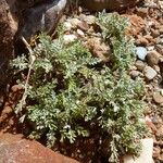 Artemisia caerulescens Hoja