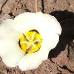 Calochortus leichtlinii Flower