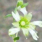 Silene baccifera Flower