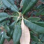 Rhododendron niveum Leaf