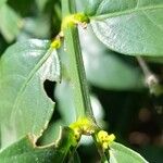 Ruellia brevifolia ᱮᱴᱟᱜ