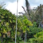 Areca catechu Habit