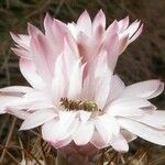 Gymnocalycium stenopleurum Kvet