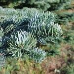 Abies procera Leaf