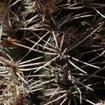 Echinocereus viridiflorus Агульны выгляд