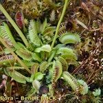 Dionaea muscipula Hábito