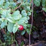 Vaccinium vitis-idaea Лист