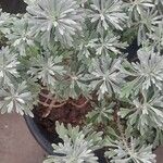 Artemisia stelleriana 葉