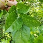 Pongamia pinnata Leaf
