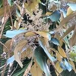 Miconia argentea Blüte