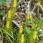 Selaginella selaginoides Flor