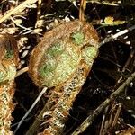 Polystichum braunii Leaf