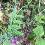 Vicia sativa Frunză