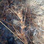 Themeda quadrivalvis Žiedas