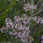 Erica multiflora Λουλούδι