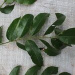 Pterocarpus soyauxii Levél