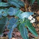 Begonia angularis Leaf