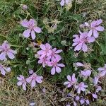 Erodium daucoides