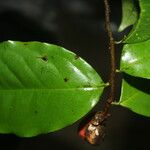 Desmopsis schippii Leaf