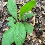 Elephantopus elatus Hoja